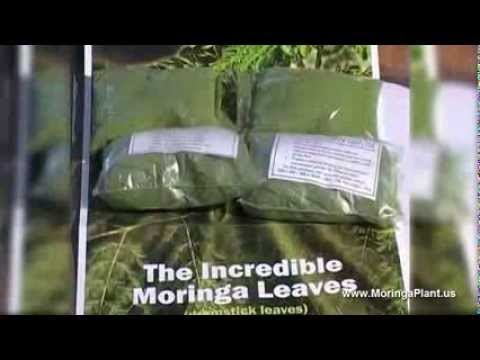 Moringa Oleifera