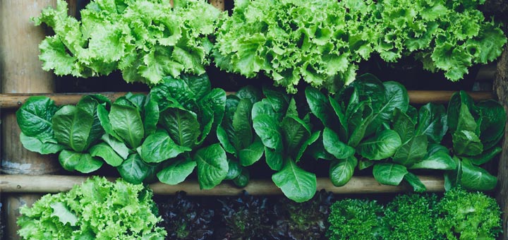 The Top 5 Health Benefits Of Leafy Greens Dherbs Com Articles