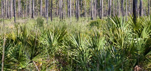 saw-palmetto