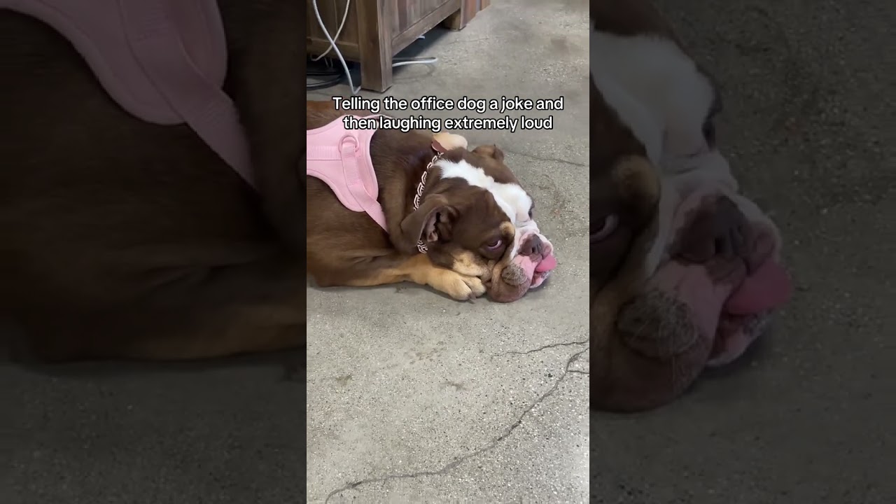 Our Office Dog Judges Everyone… But Knows The Best Supplements