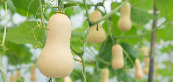 5 Health Benefits Of Butternut Squash