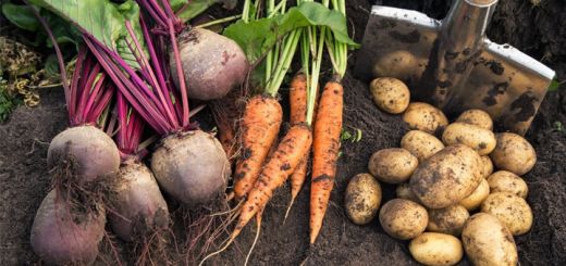 fall-root-vegetables