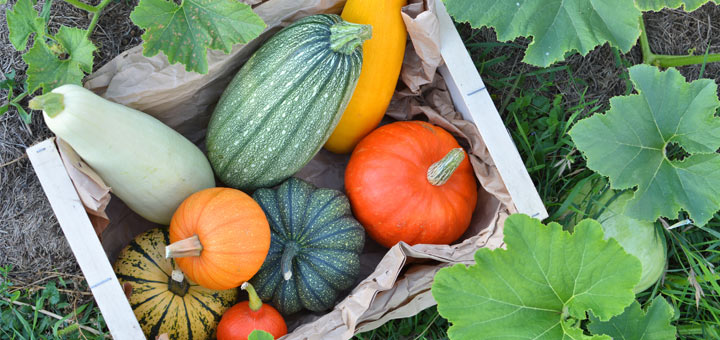 5 Popular Types Of Winter Squash And How To Use Them