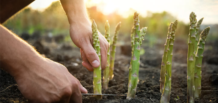 5 Reasons To Enjoy More Asparagus